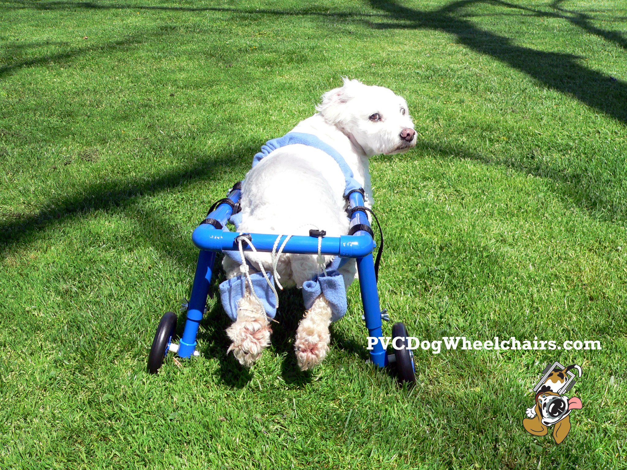 Casey dog wheelchair 2