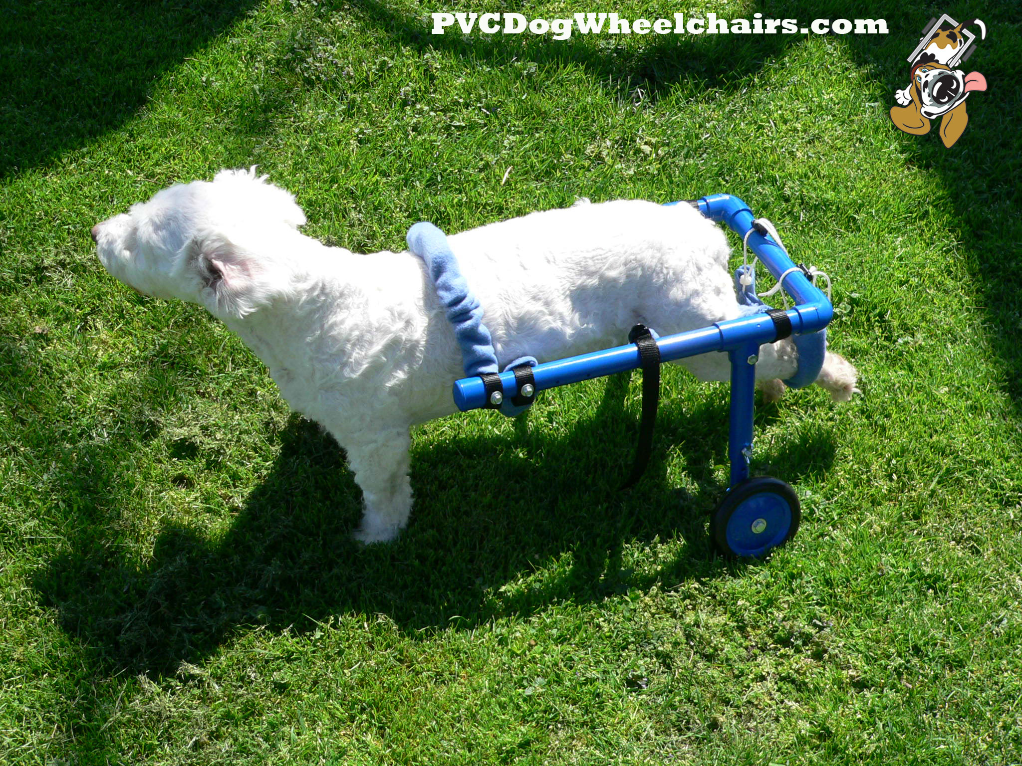 Casey in a dog cart